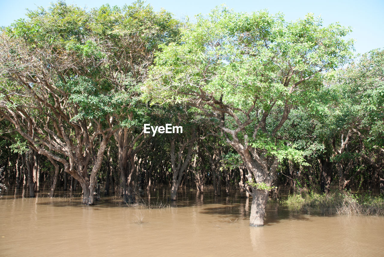 TREES IN POND