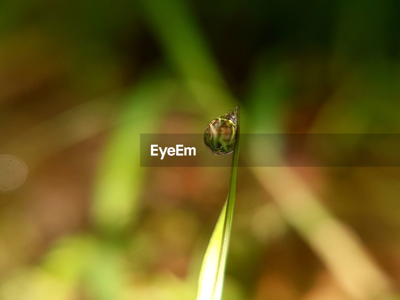 CLOSE-UP OF INSECT ON GREEN LEAF