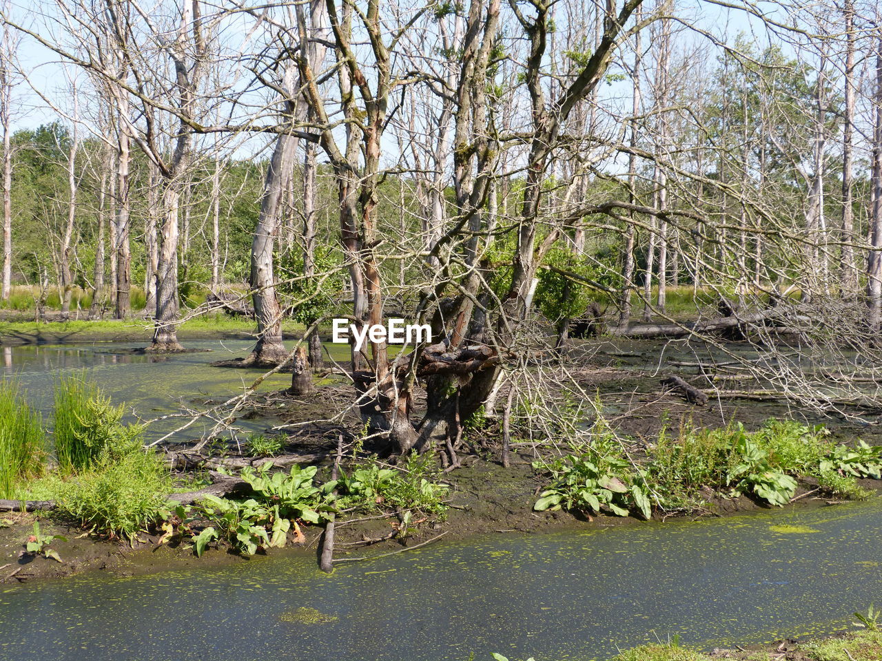 SCENIC VIEW OF FOREST