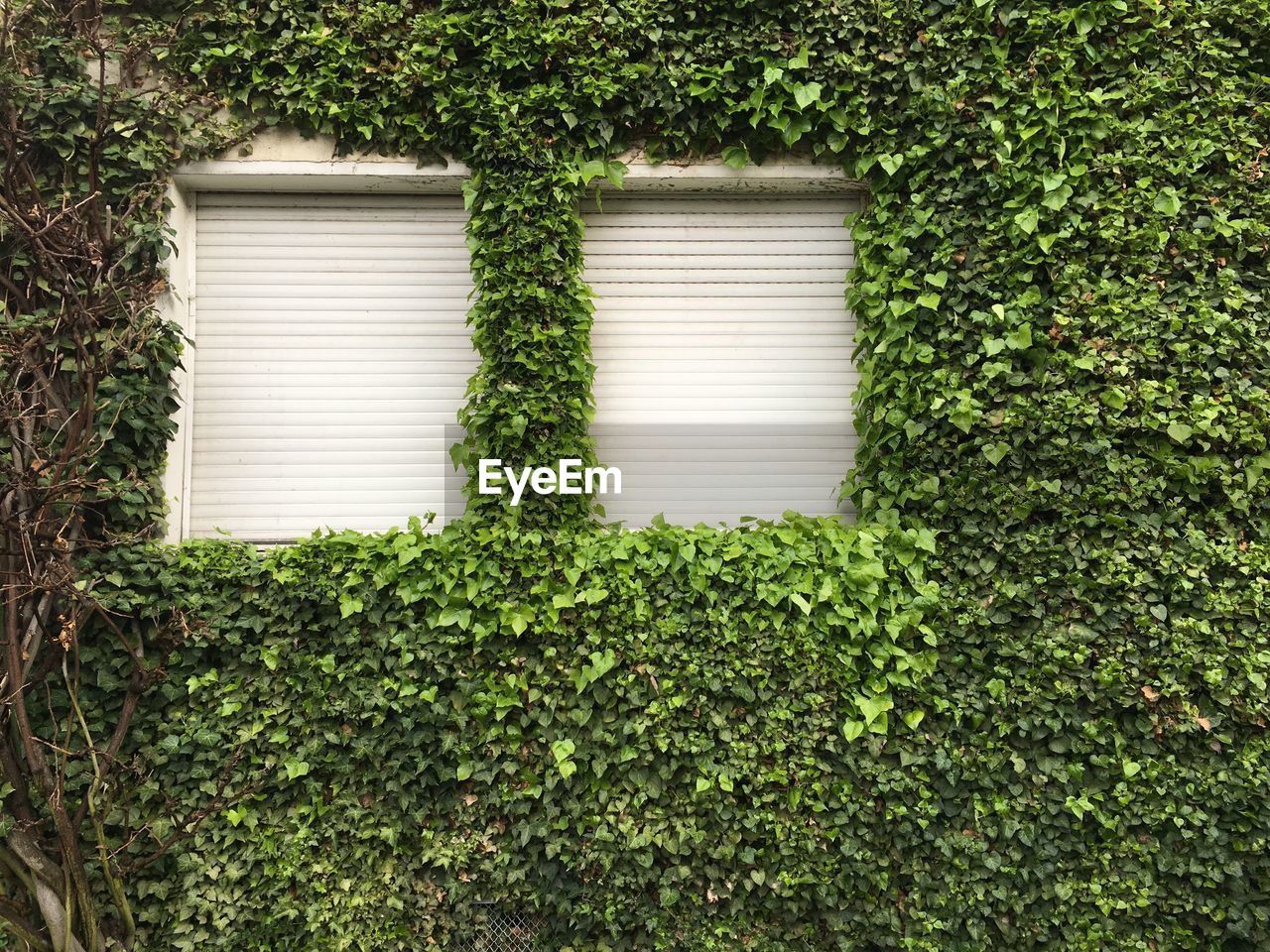 Close-up of windows of ivy covered building