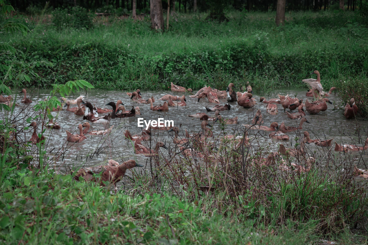 FLOCK OF BIRDS ON GRASS