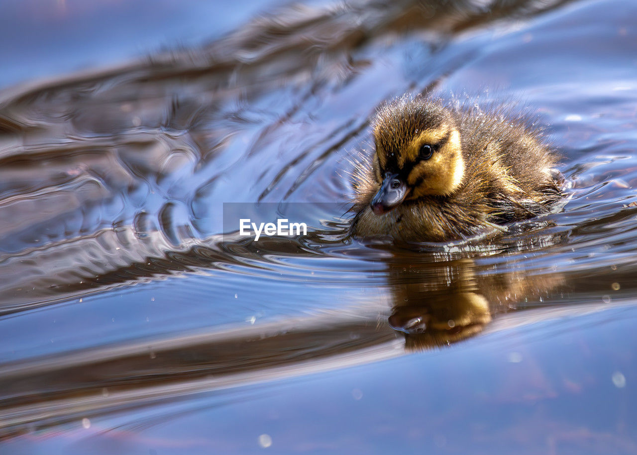 high angle view of duck swimming in lake