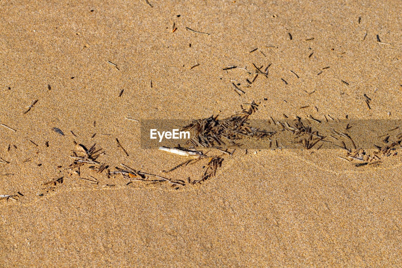 land, sand, beach, soil, nature, no people, high angle view, footprint, day, animal, animal track, sunlight, animal themes, animal wildlife, outdoors, wildlife, full frame, tranquility, track - imprint, backgrounds, floor, print, brown