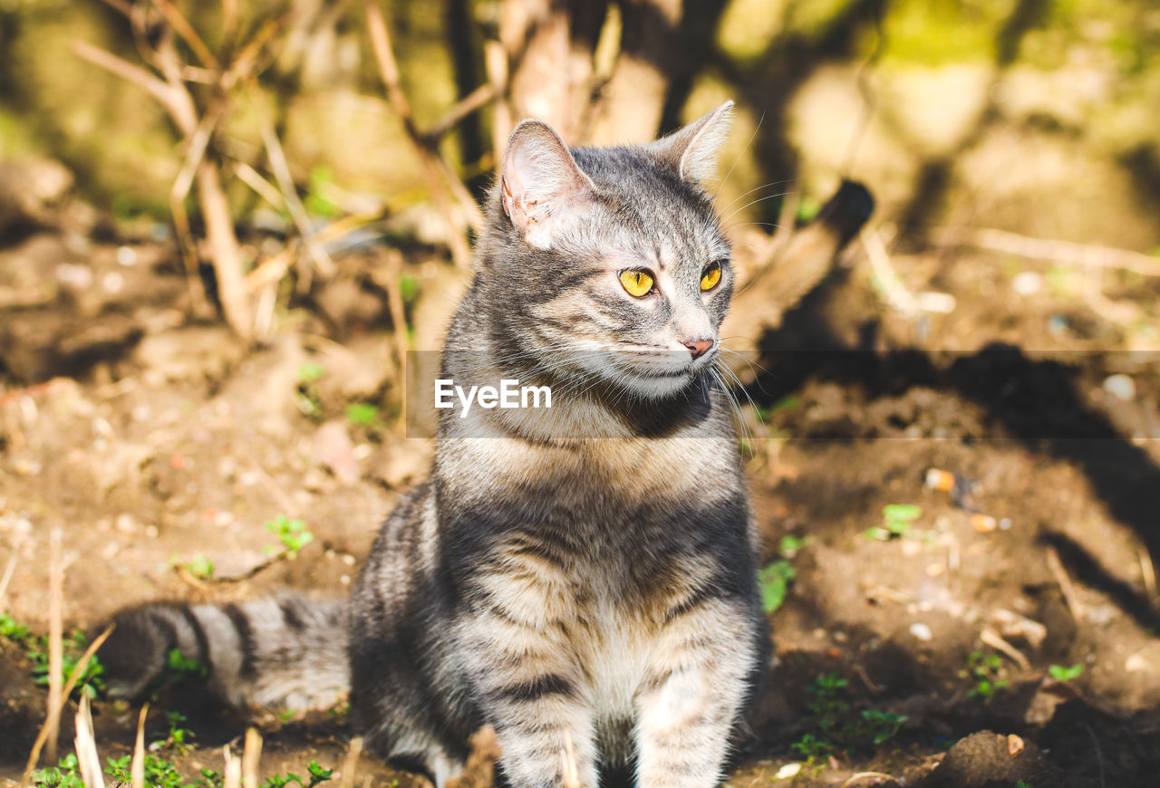 Close-up of a cat looking away