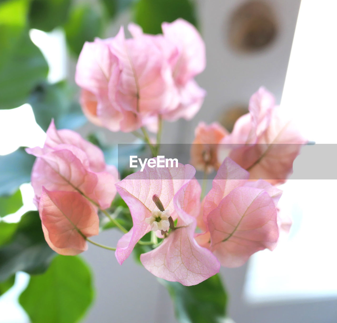 CLOSE-UP OF PINK FLOWERS