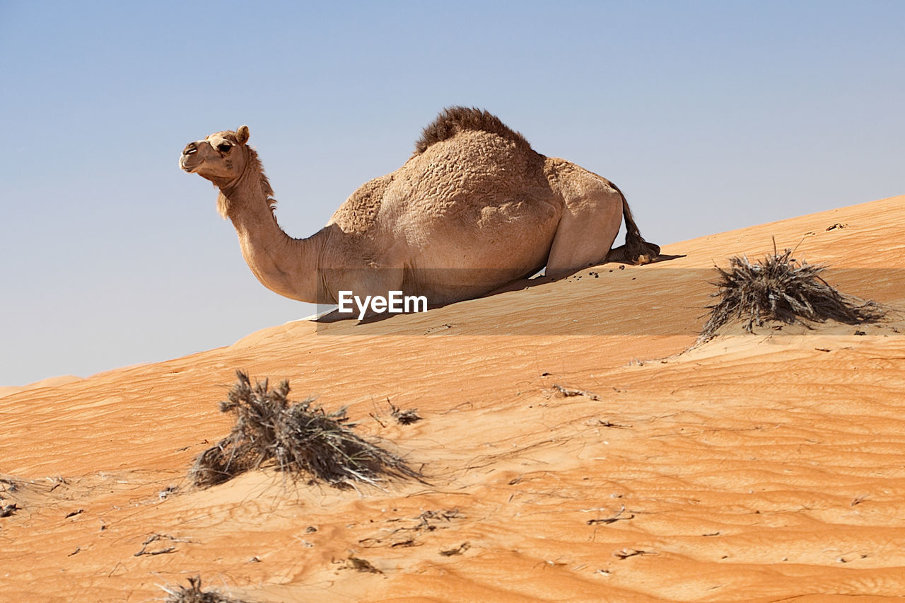 View of camel on sand at beach against clear sky