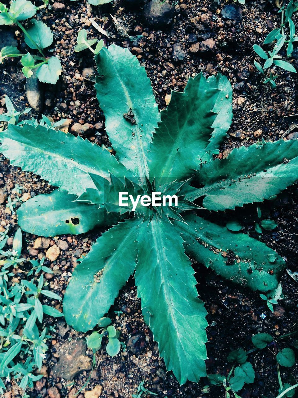 PLANTS GROWING ON BLUE SKY