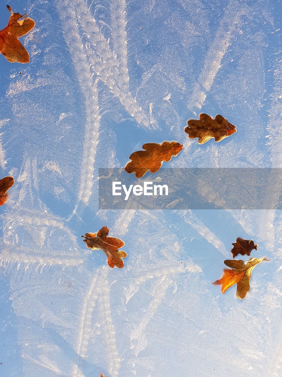High angle view of autumn leaves on snow field