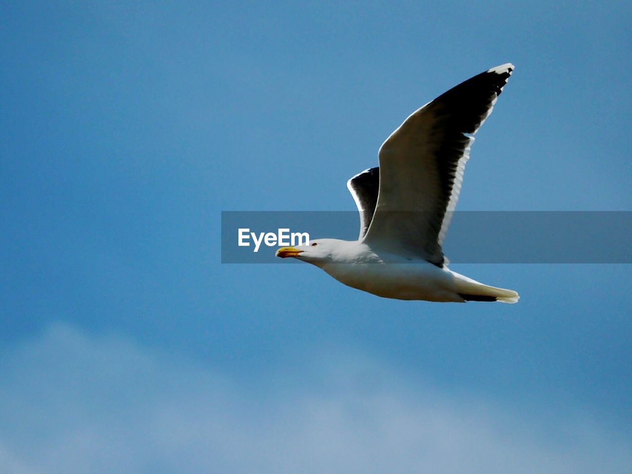 LOW ANGLE VIEW OF SEAGULL FLYING IN THE SKY