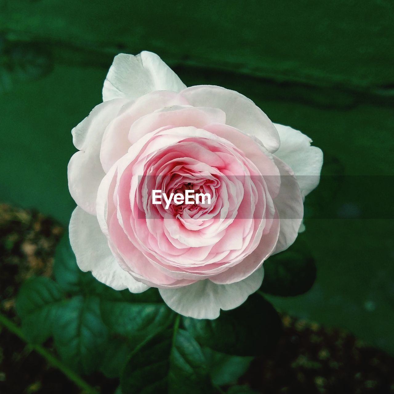 Close-up of pink rose