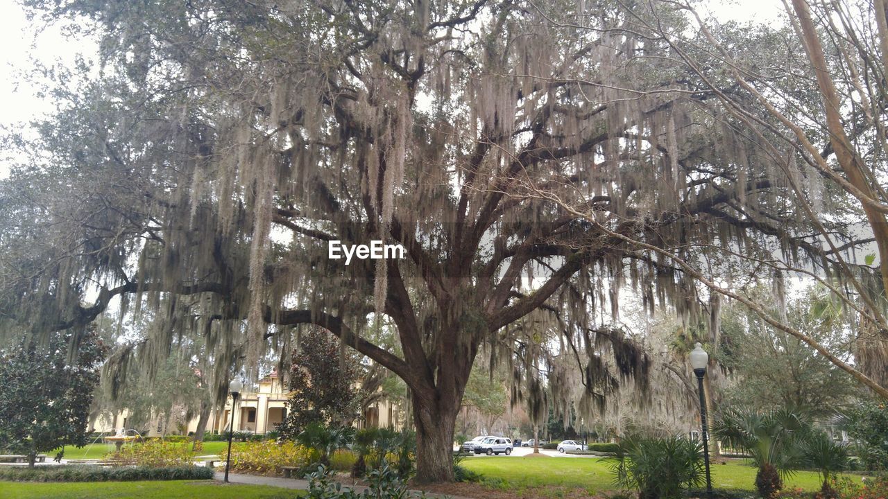 VIEW OF TREES IN PARK