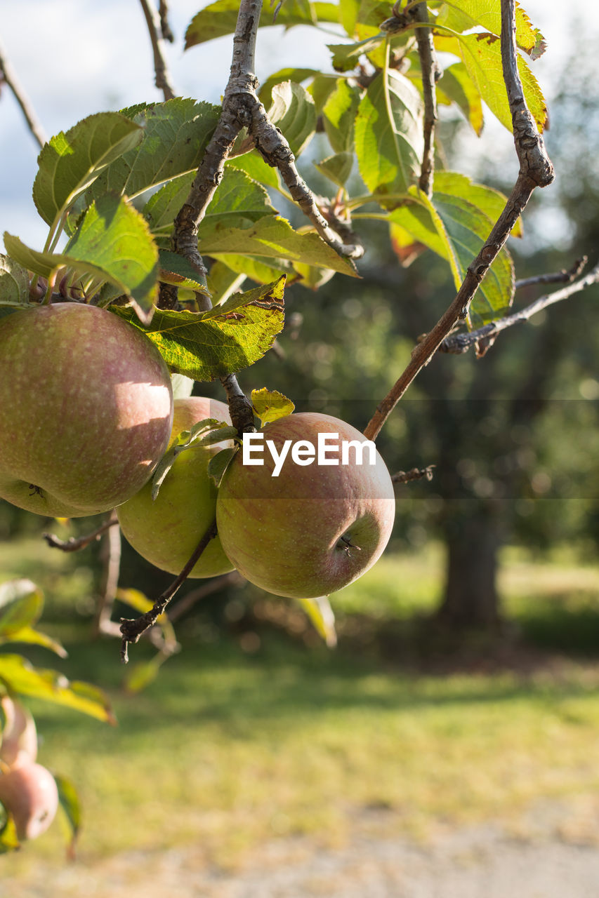 CLOSE-UP OF APPLE TREE