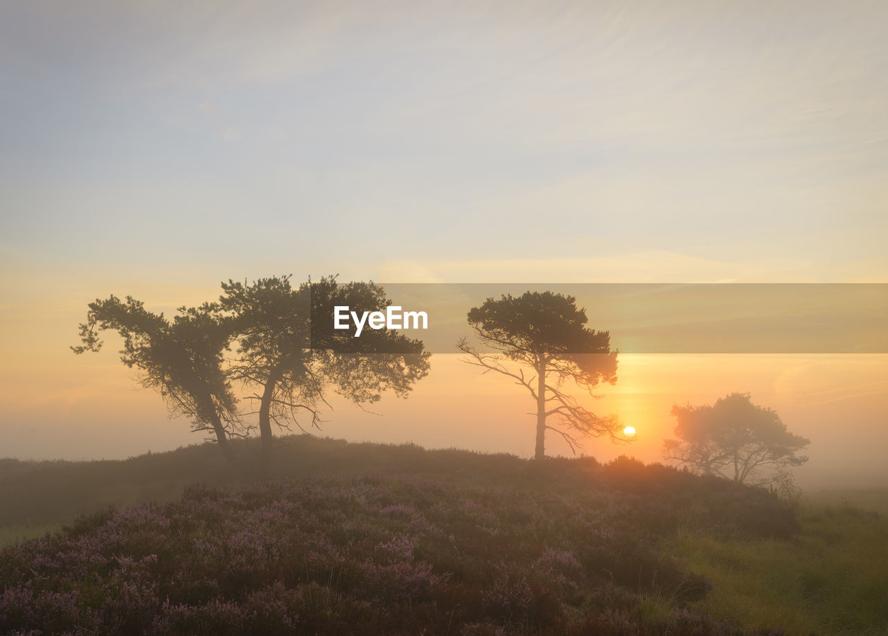 Trees on field against sky during sunset