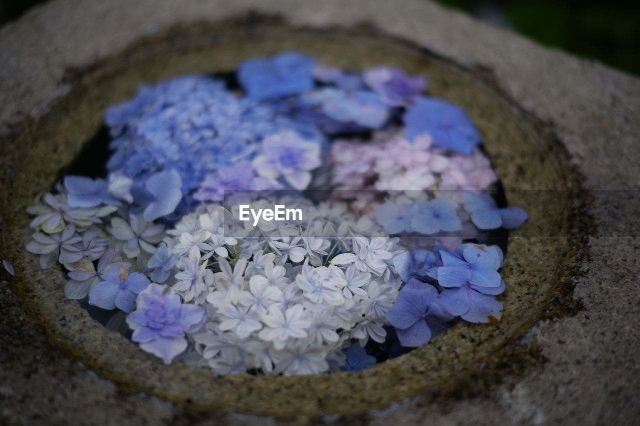 HIGH ANGLE VIEW OF PURPLE FLOWERING PLANTS