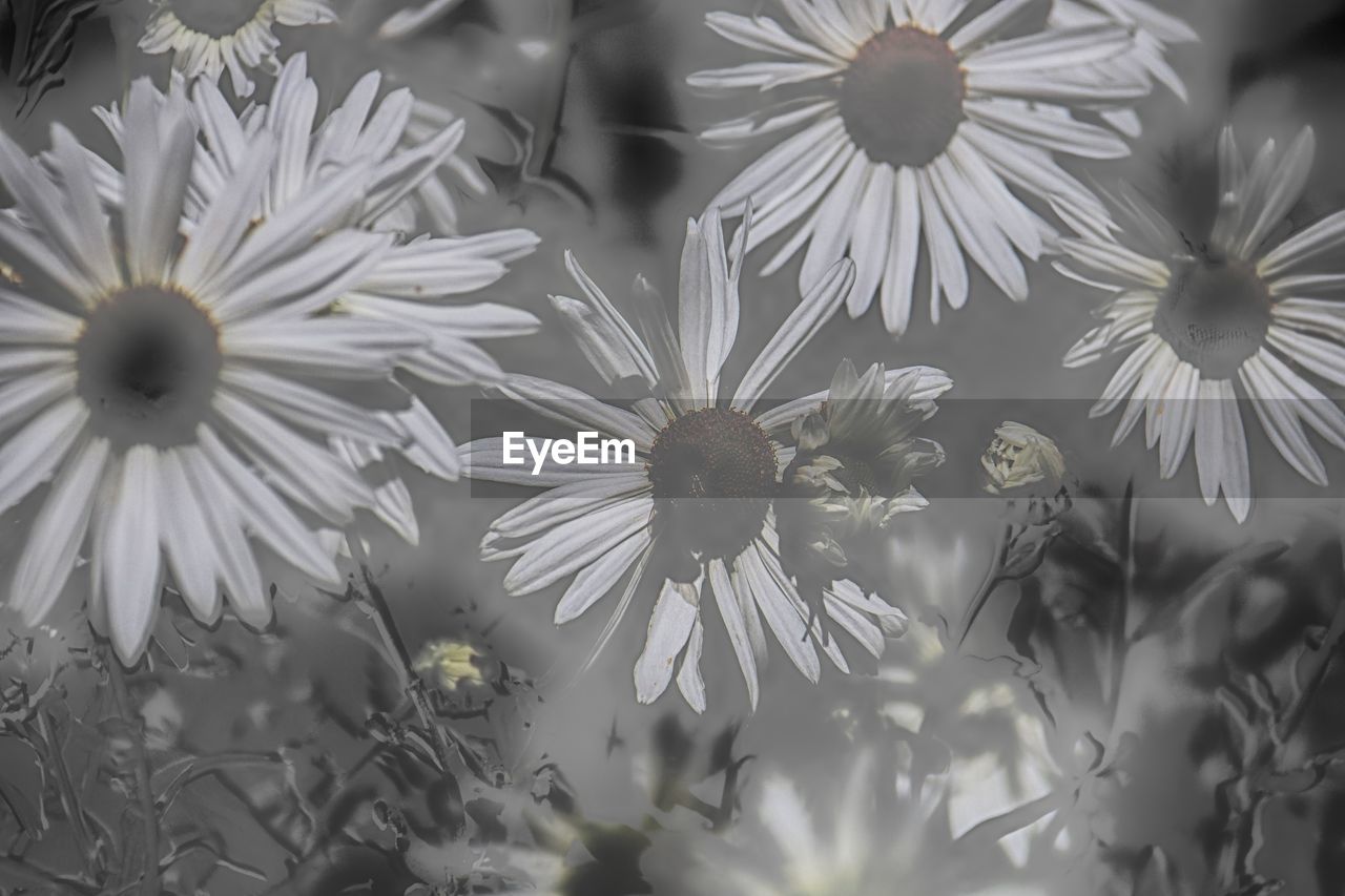 CLOSE-UP OF WHITE FLOWERS BLOOMING