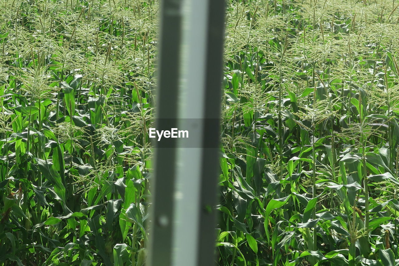 CLOSE-UP OF BAMBOO PLANTS ON FIELD