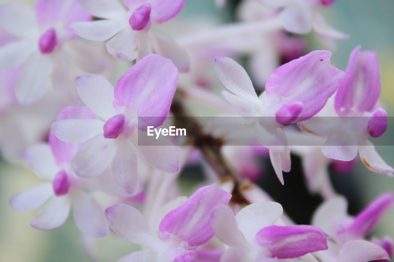 Close-up of pink cherry blossoms