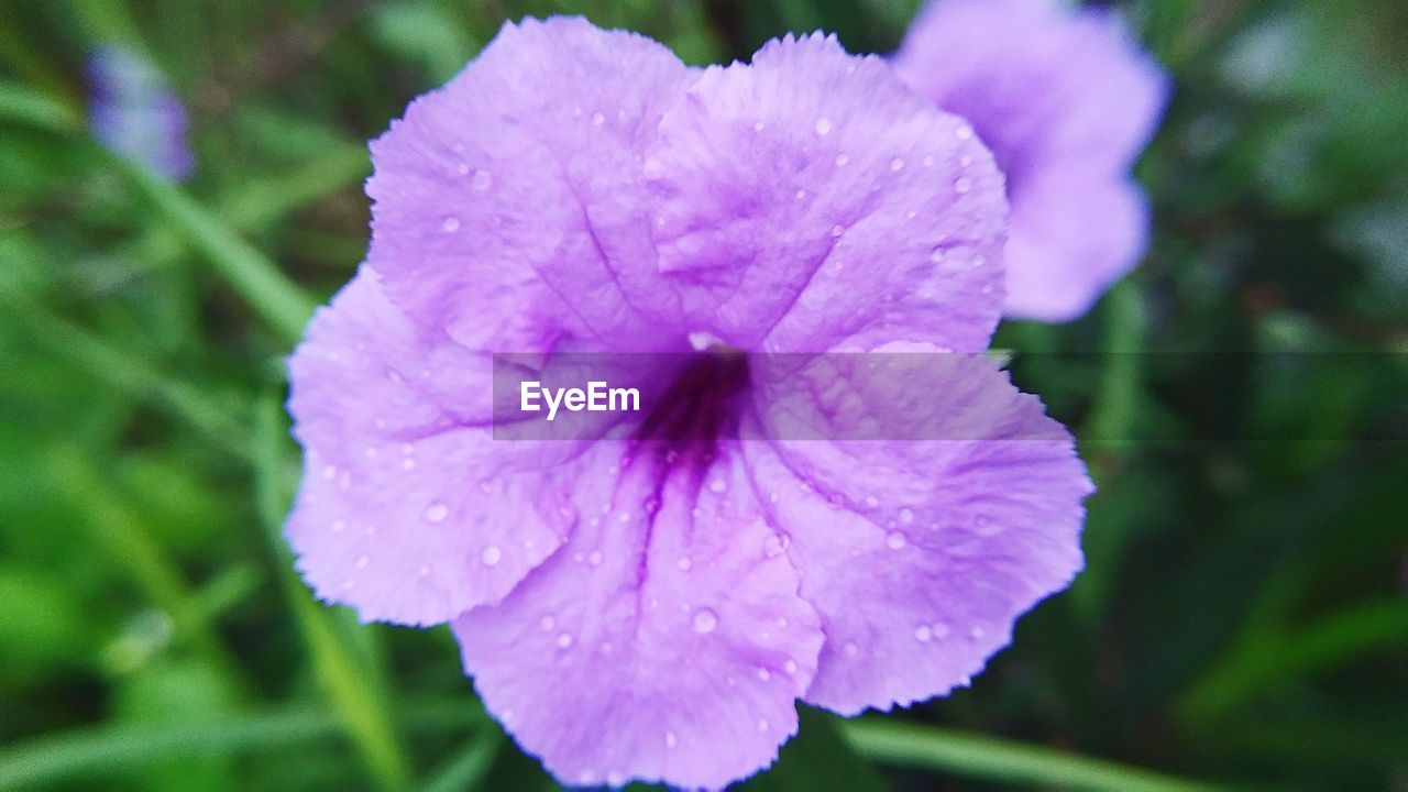 CLOSE-UP OF WATER DROPS ON PURPLE FLOWERS