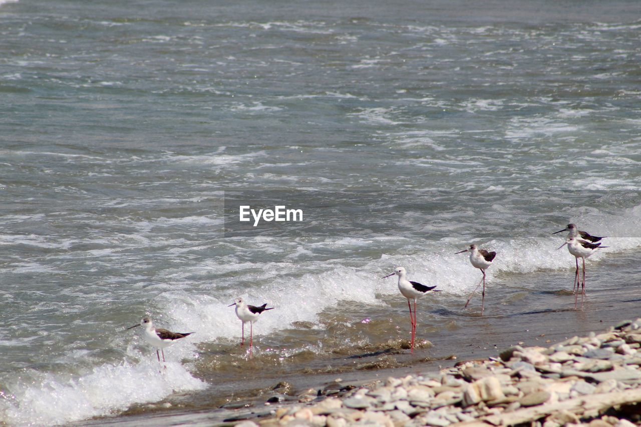 BIRDS ON BEACH