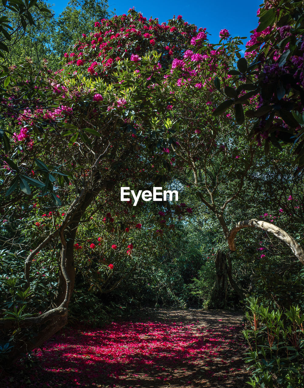 View of flowering plants in park