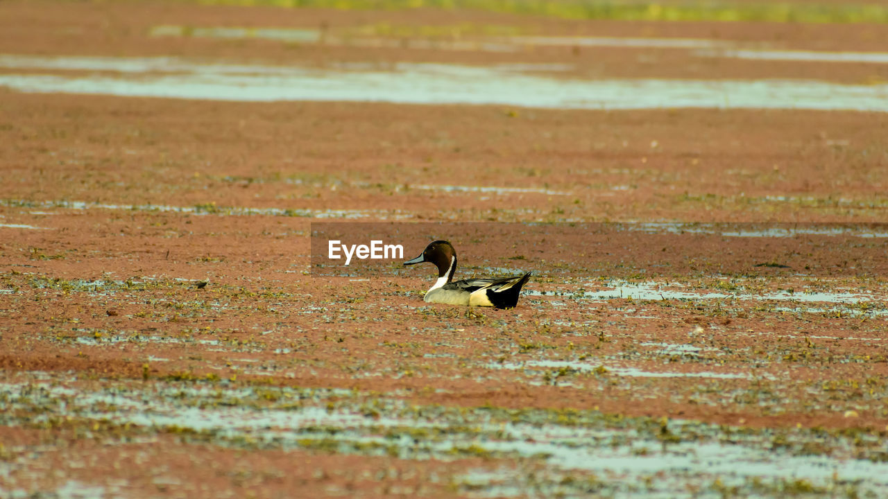 Side view of a bird on a lake field with water plants