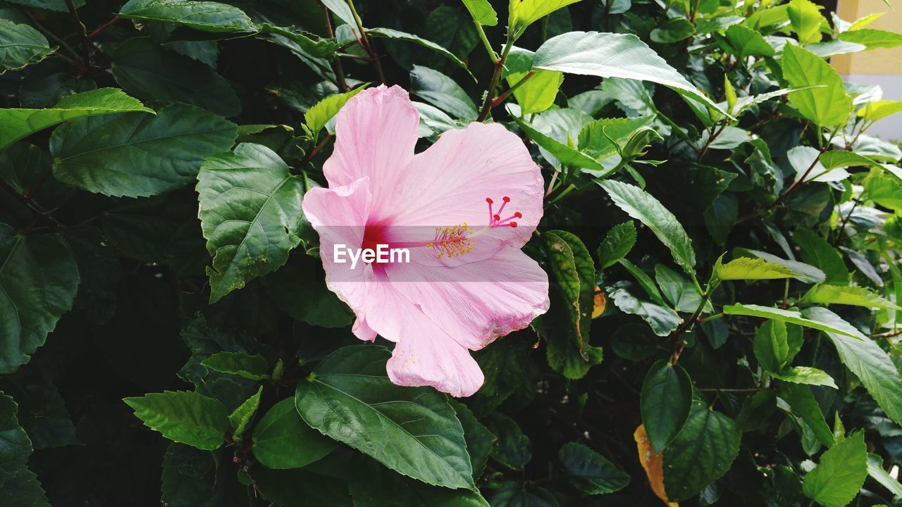 Close-up of pink hibiscus blooming on field