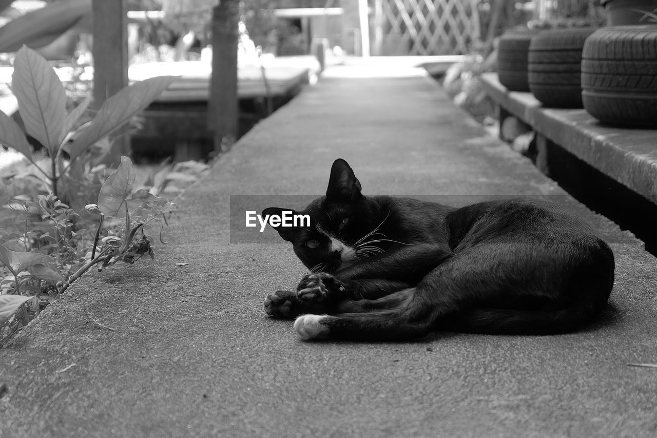 Portrait of cat relaxing on footpath