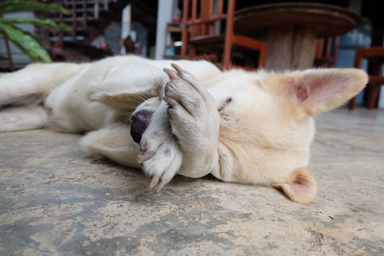 CAT SLEEPING