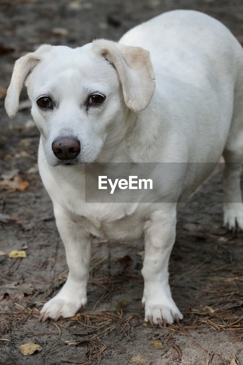 Close-up portrait of dog on field