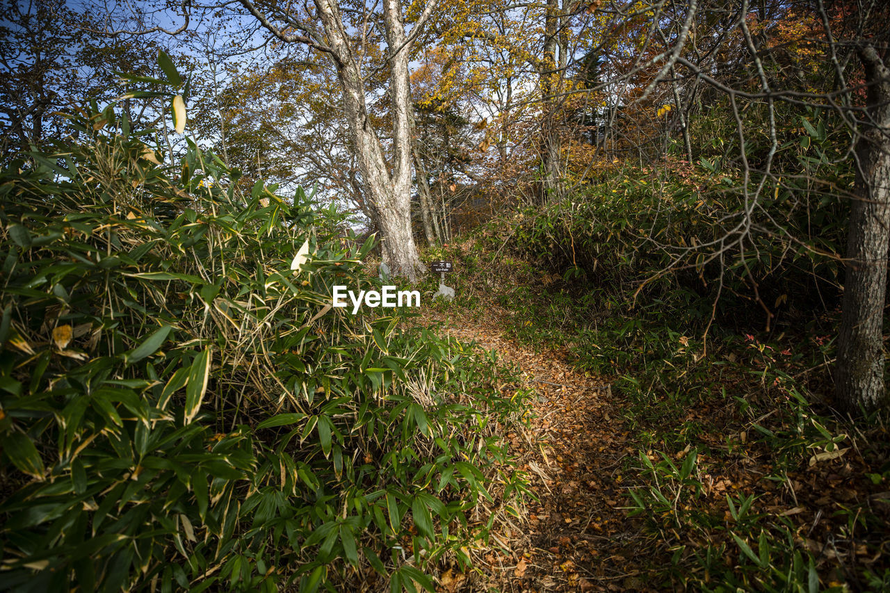 VIEW OF TREES IN THE FOREST