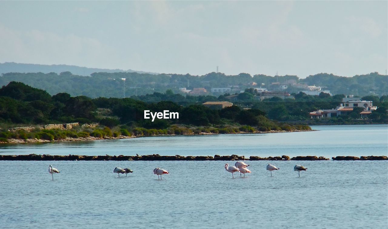 Flamingos. formentera. december 2011