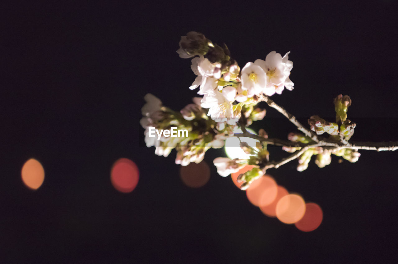 CLOSE-UP OF ILLUMINATED FLOWERS OVER BLACK BACKGROUND