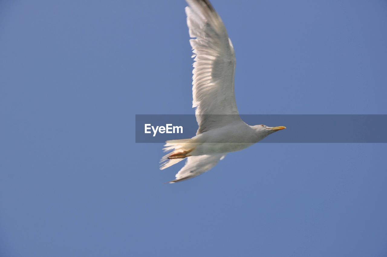 bird, animal themes, animal, animal wildlife, flying, wildlife, one animal, spread wings, blue, sky, gull, clear sky, animal body part, seabird, nature, low angle view, no people, motion, beak, mid-air, white, copy space, animal wing, wing, sunny, beauty in nature, seagull, european herring gull, day, outdoors, full length