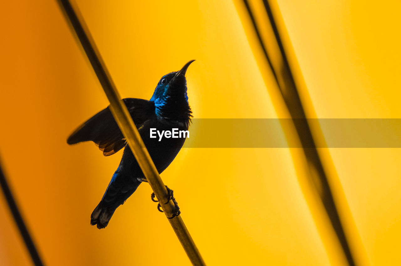 low angle view of bird perching on orange sky