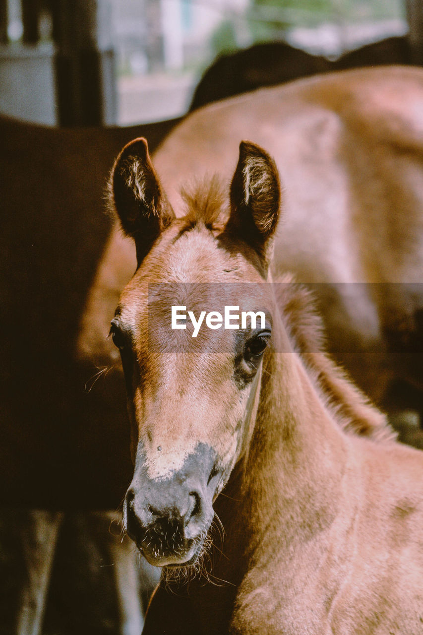 Close-up portrait of horse in stable 