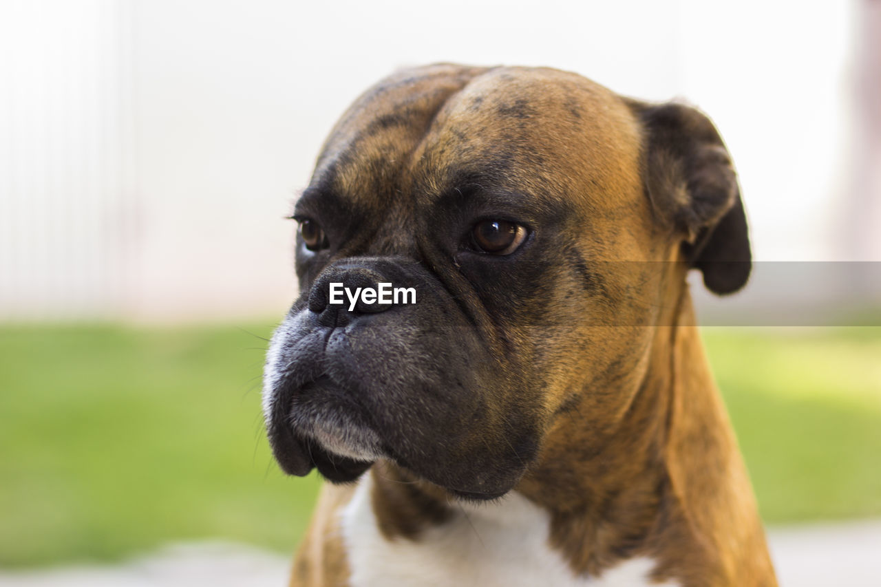 Close-up of dog looking away