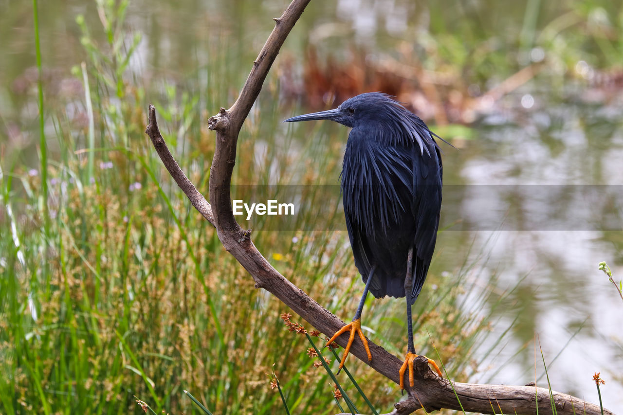 Black egret bird perching on branch by lake egretta ardesiaca