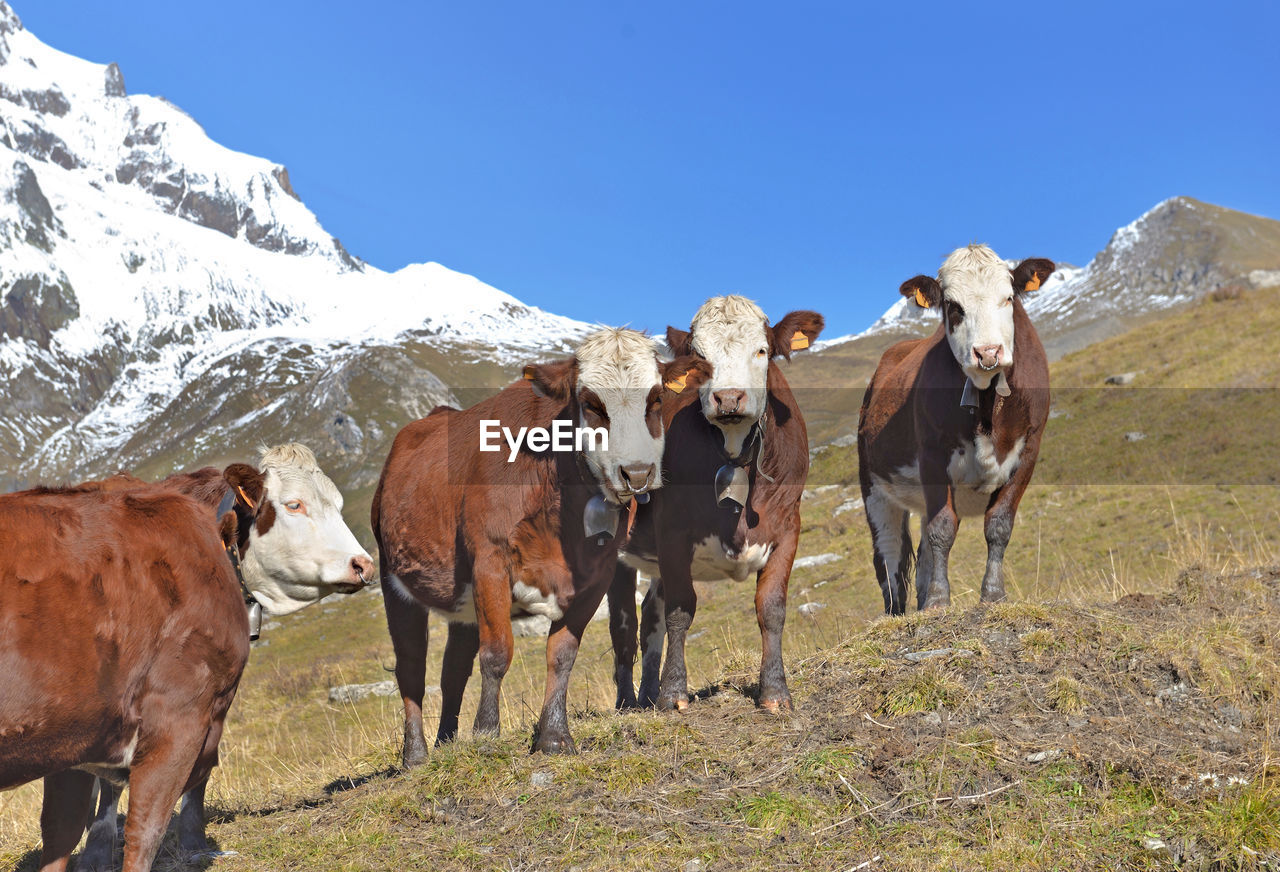 Alpine brown and white cows in mountain pasture under blue sky