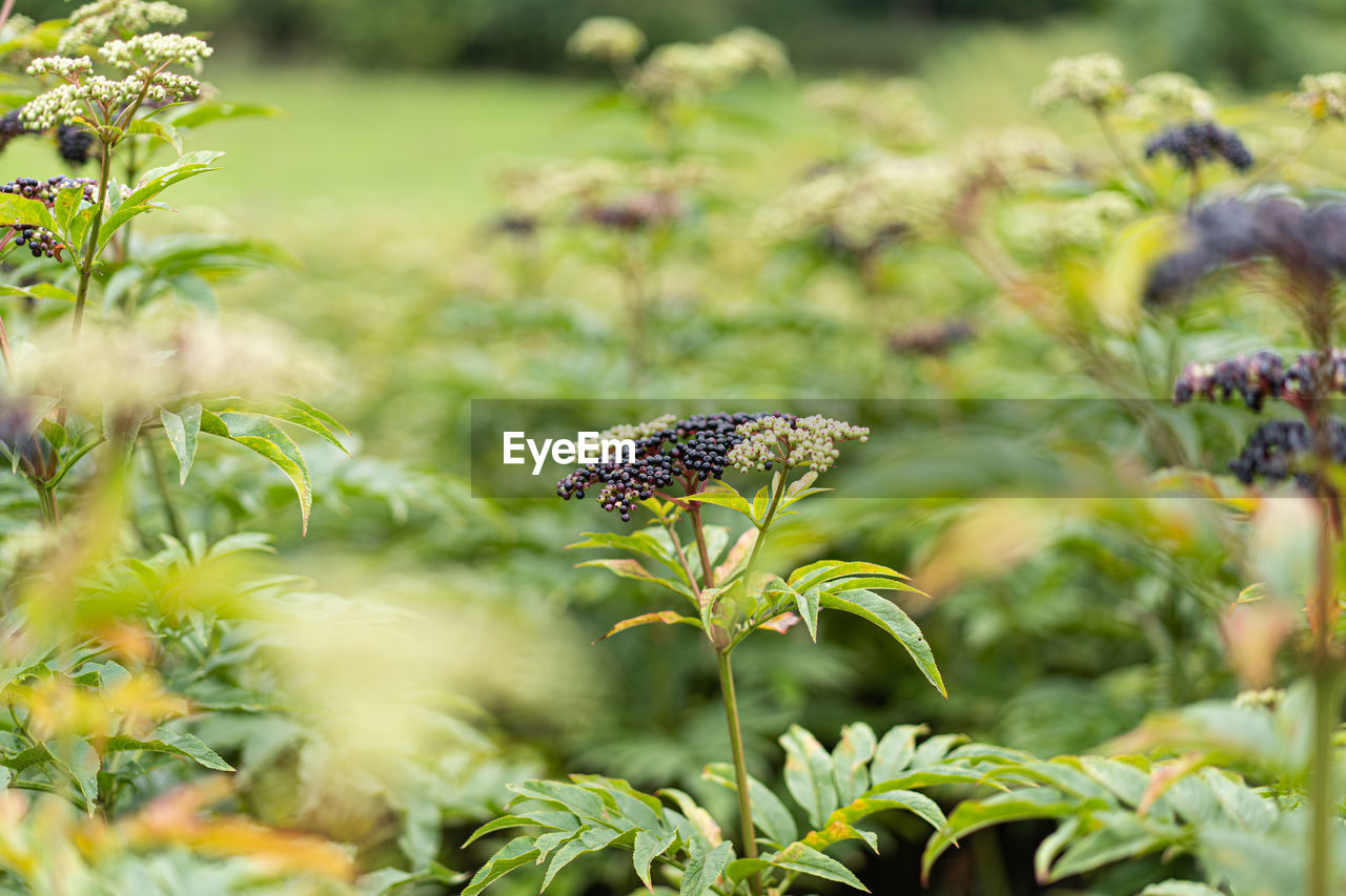 Clusters fruit black elderberry in garden.