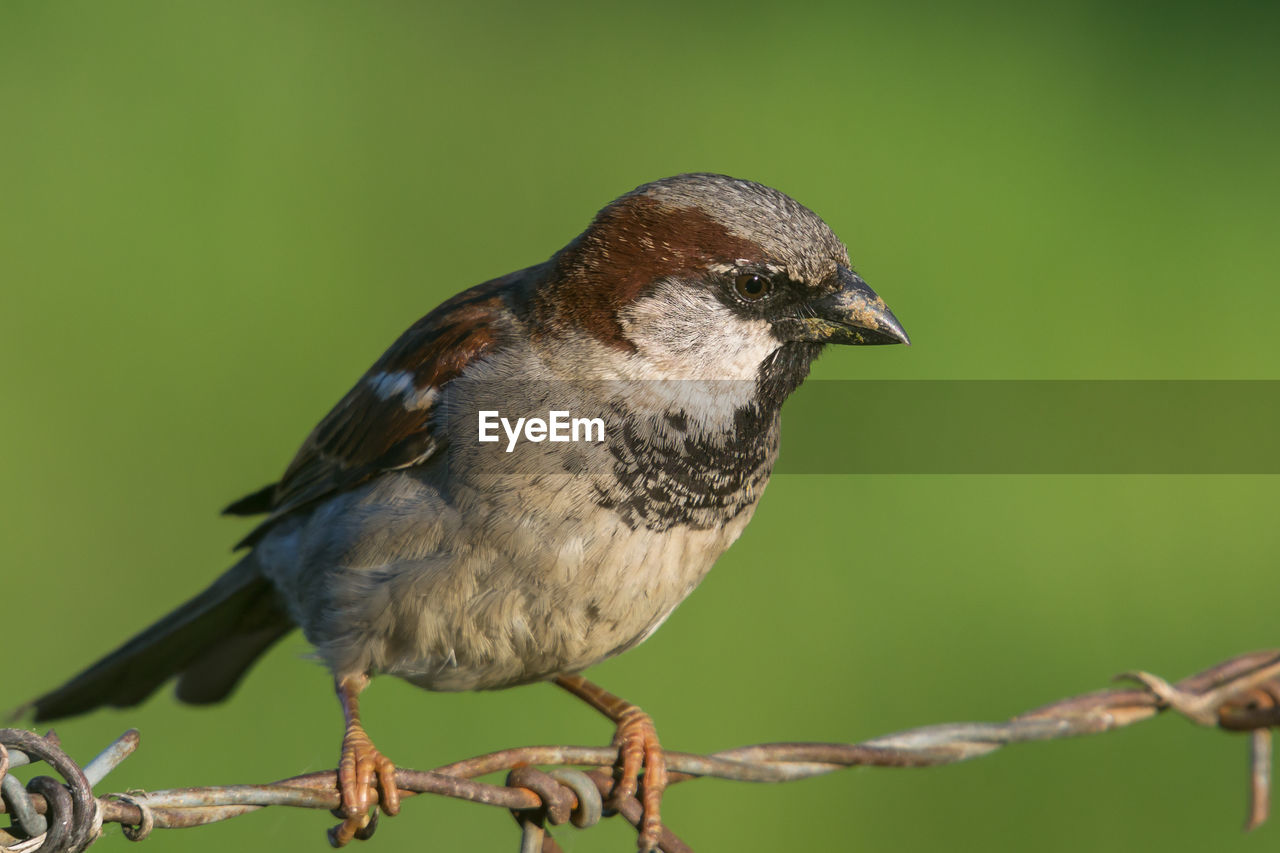 CLOSE-UP OF BIRD PERCHING ON A BRANCH