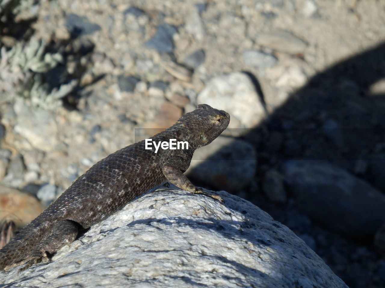 Close-up of lizard on rock at field