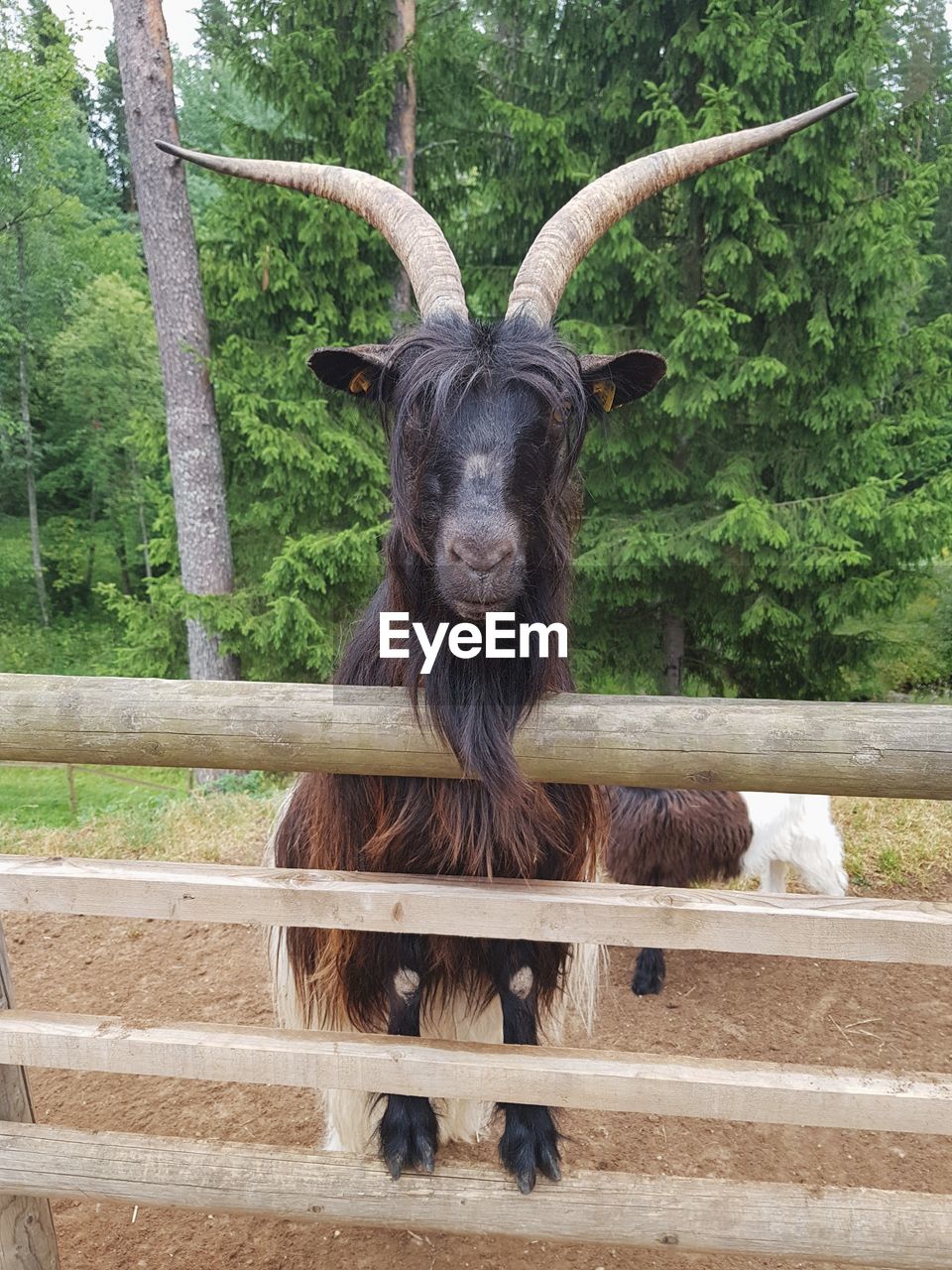 PORTRAIT OF A HORSE IN A FENCE