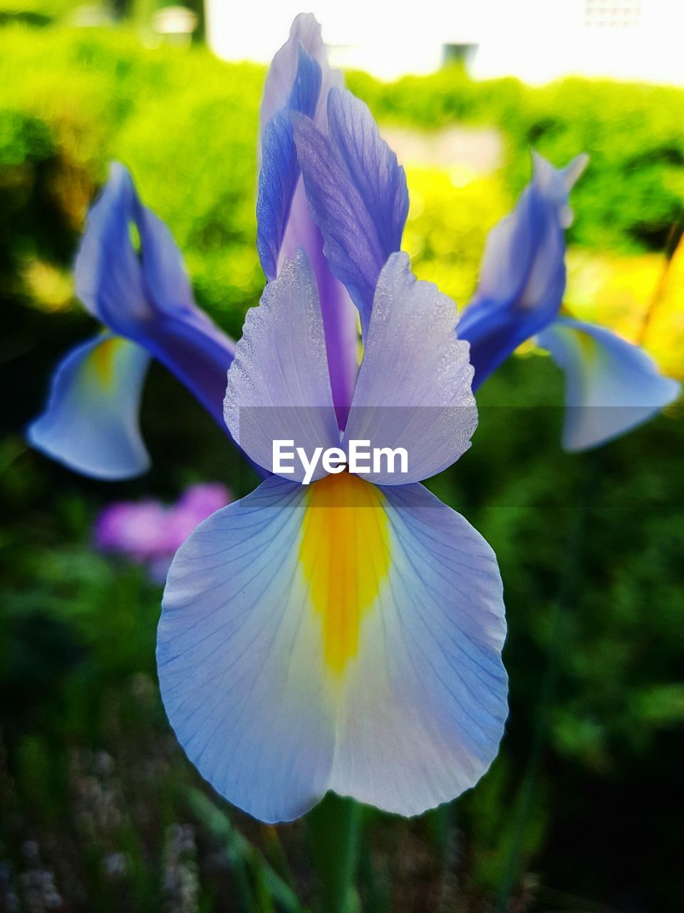 CLOSE-UP OF FRESH WHITE FLOWER BLOOMING OUTDOORS