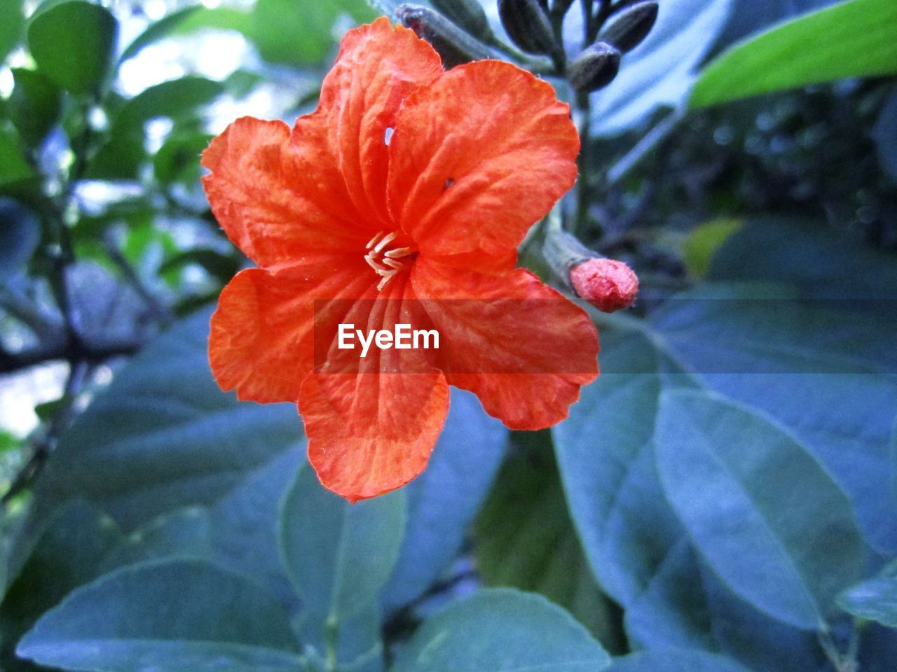 CLOSE-UP OF FRESH RED HIBISCUS BLOOMING IN PARK