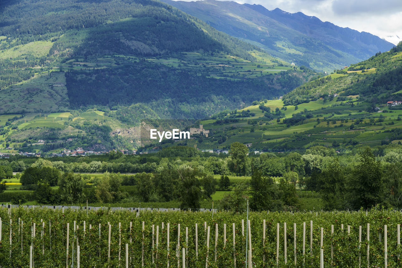 SCENIC VIEW OF FIELD AGAINST MOUNTAINS