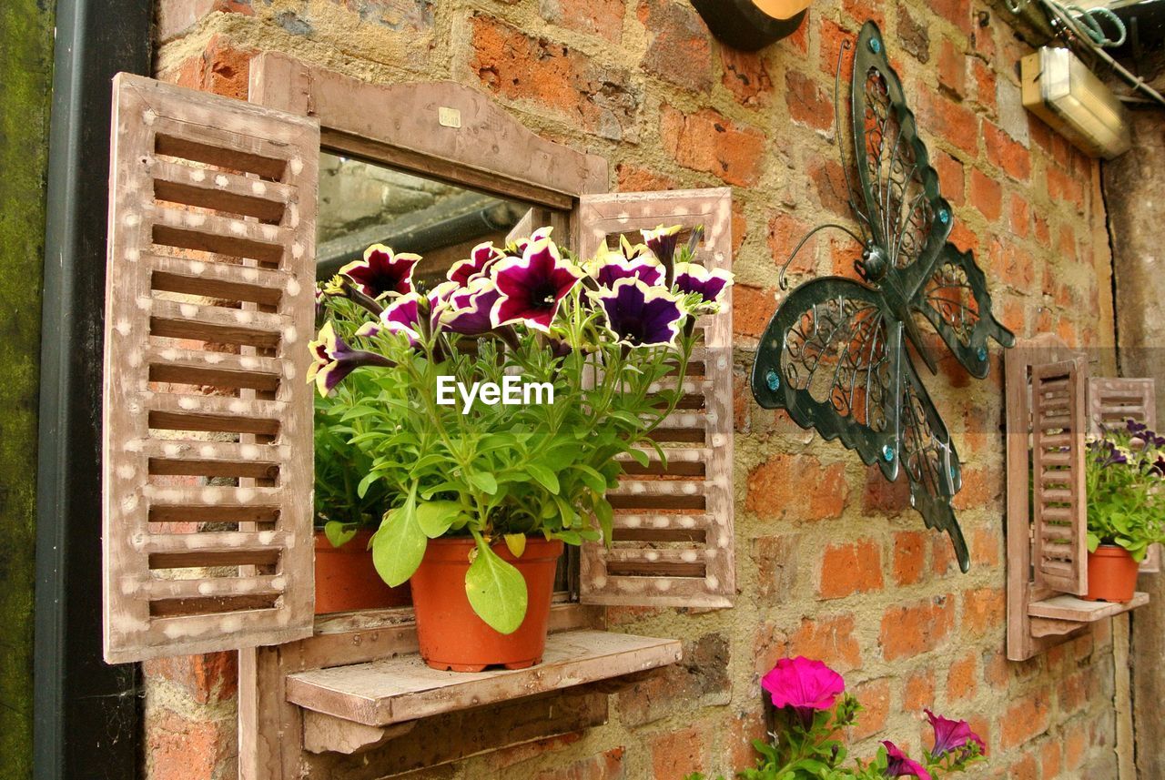 Close-up of flower pot on window sill