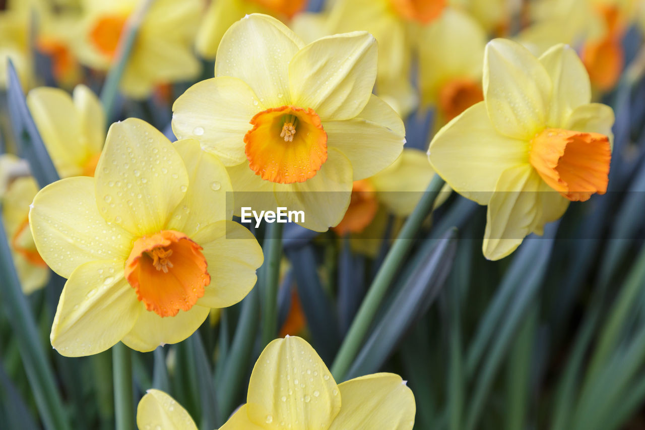 CLOSE-UP OF YELLOW FLOWERS