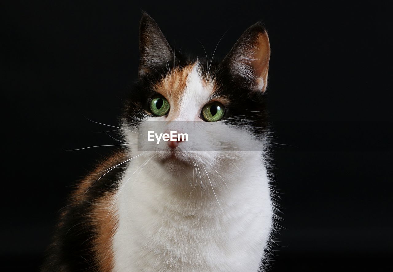 Close-up portrait of a cat against black background