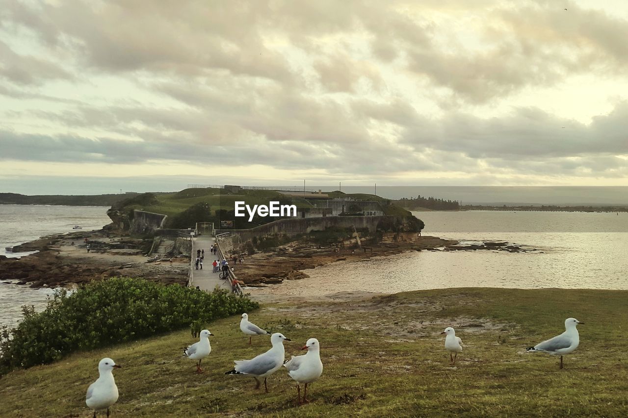 High angle view of seagulls on grassy field against cloudy sky