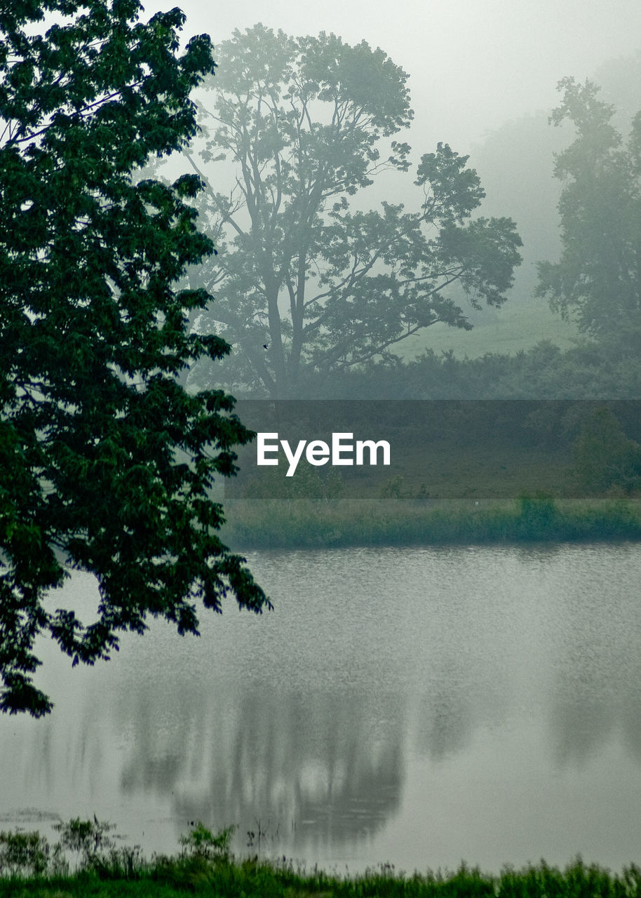 SCENIC VIEW OF LAKE BY TREES IN FOREST